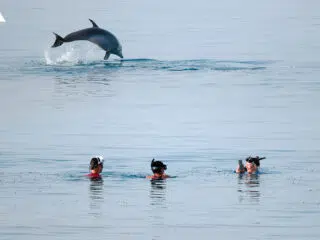 Trzy osoby oglądają skok delfina ze spokojnego morza pod czystym niebem, ciesząc się niezapomnianą przygodą na kitesurfingowym safari.