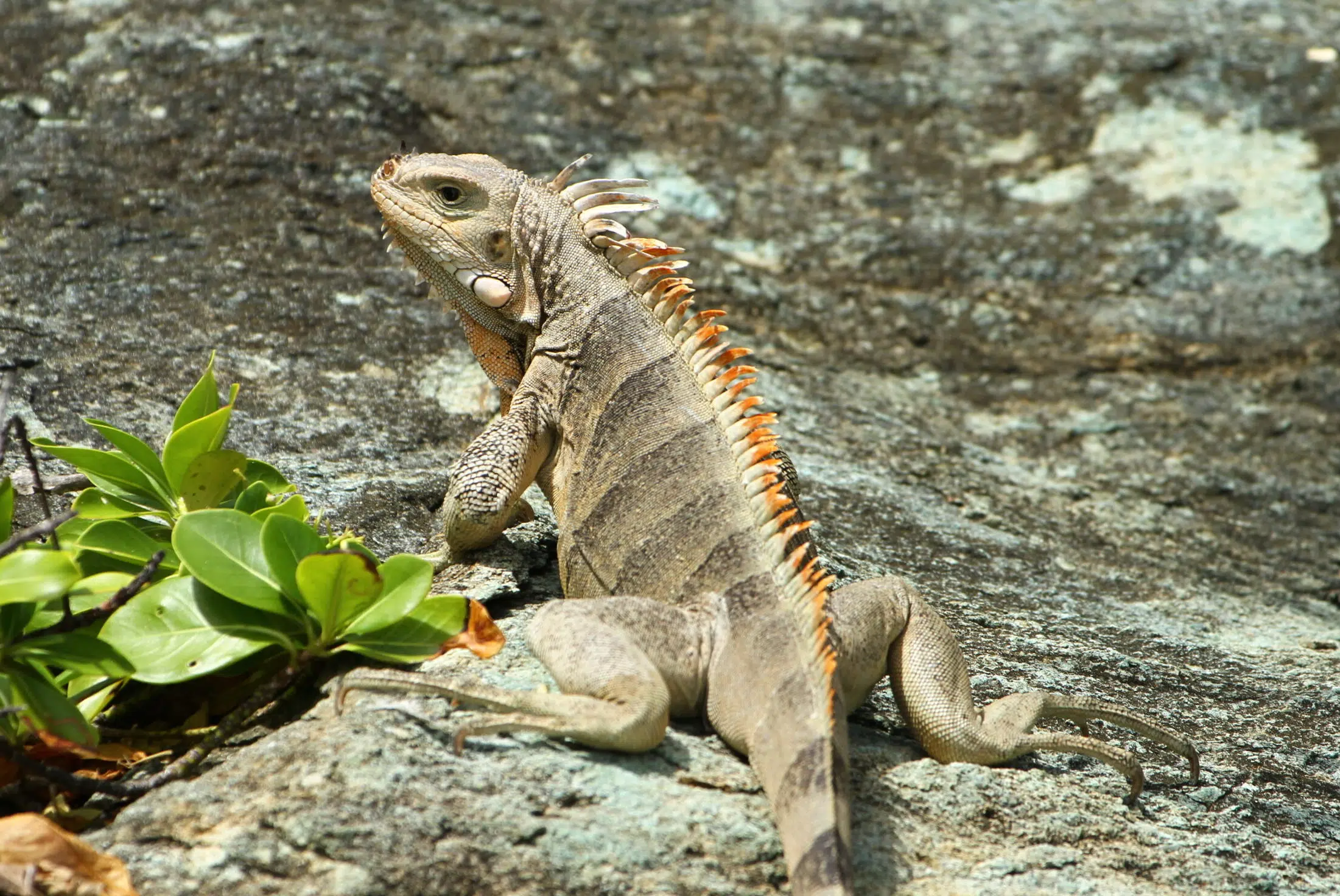 IMG_0963 rejs po karaibach