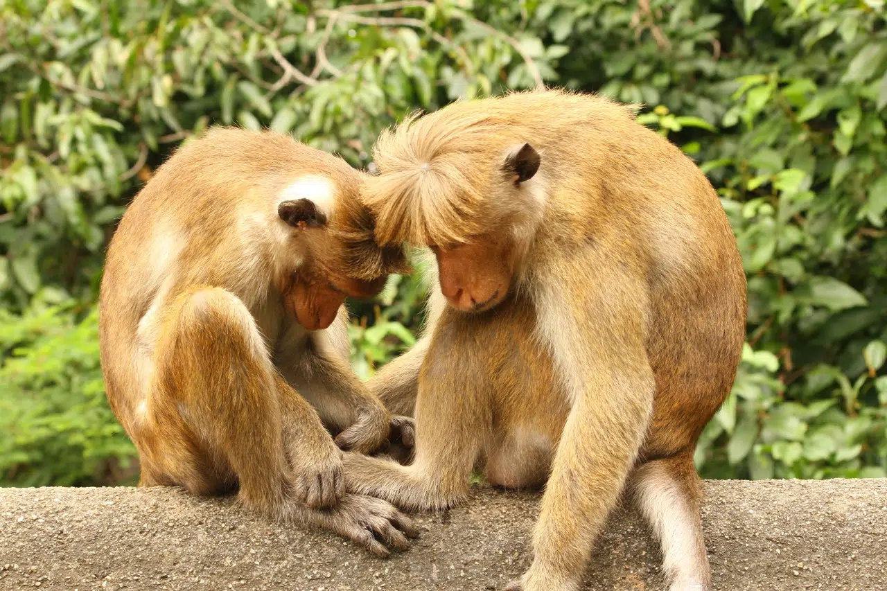 Dwa makaki przytulone na kamieniu w Sri Lance - egzotyczny widok podczas wyjazdu kitesurfingowego z KiteAway.