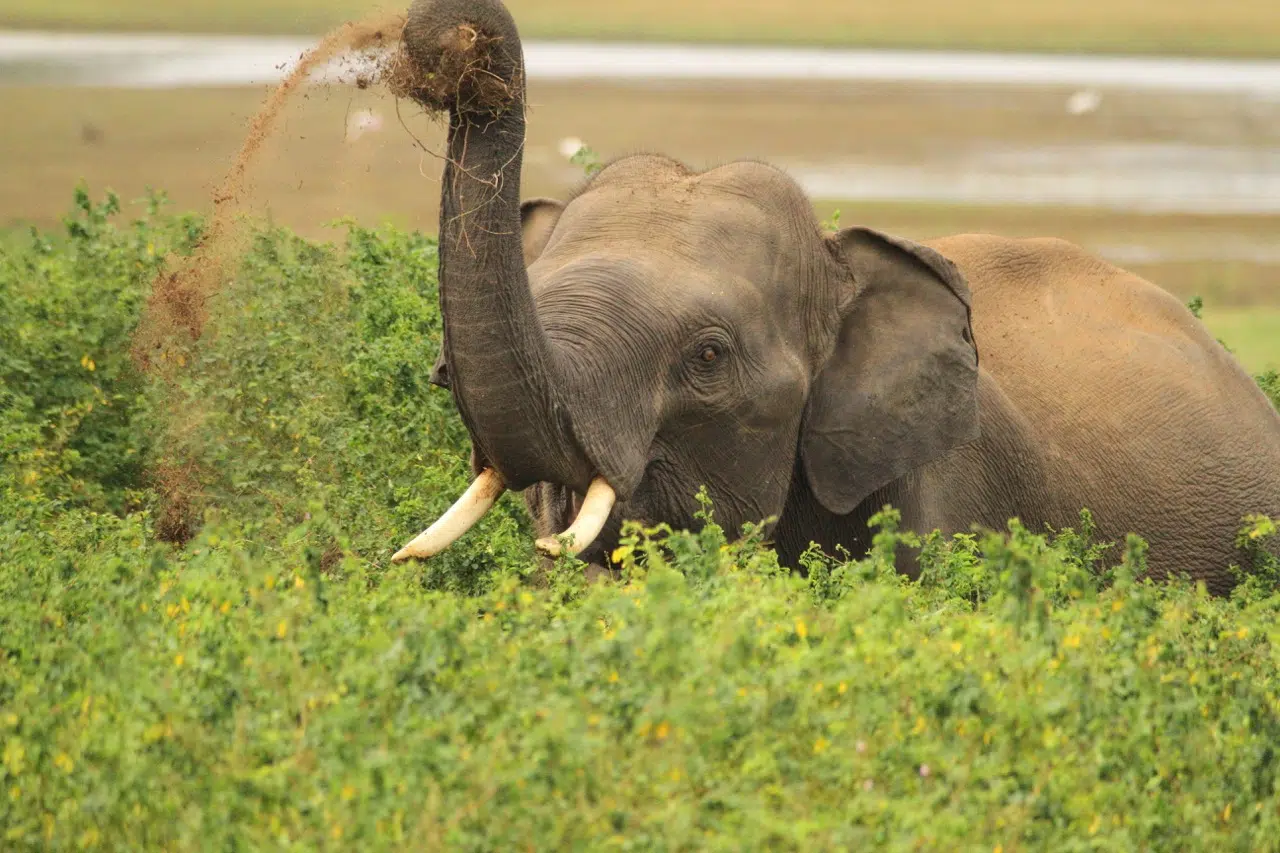 Słoń z dużymi kłami w zielonej trawie na Sri Lance - egzotyczna przyroda na wyjazdy kitesurfingowe KiteAway i kite camp.