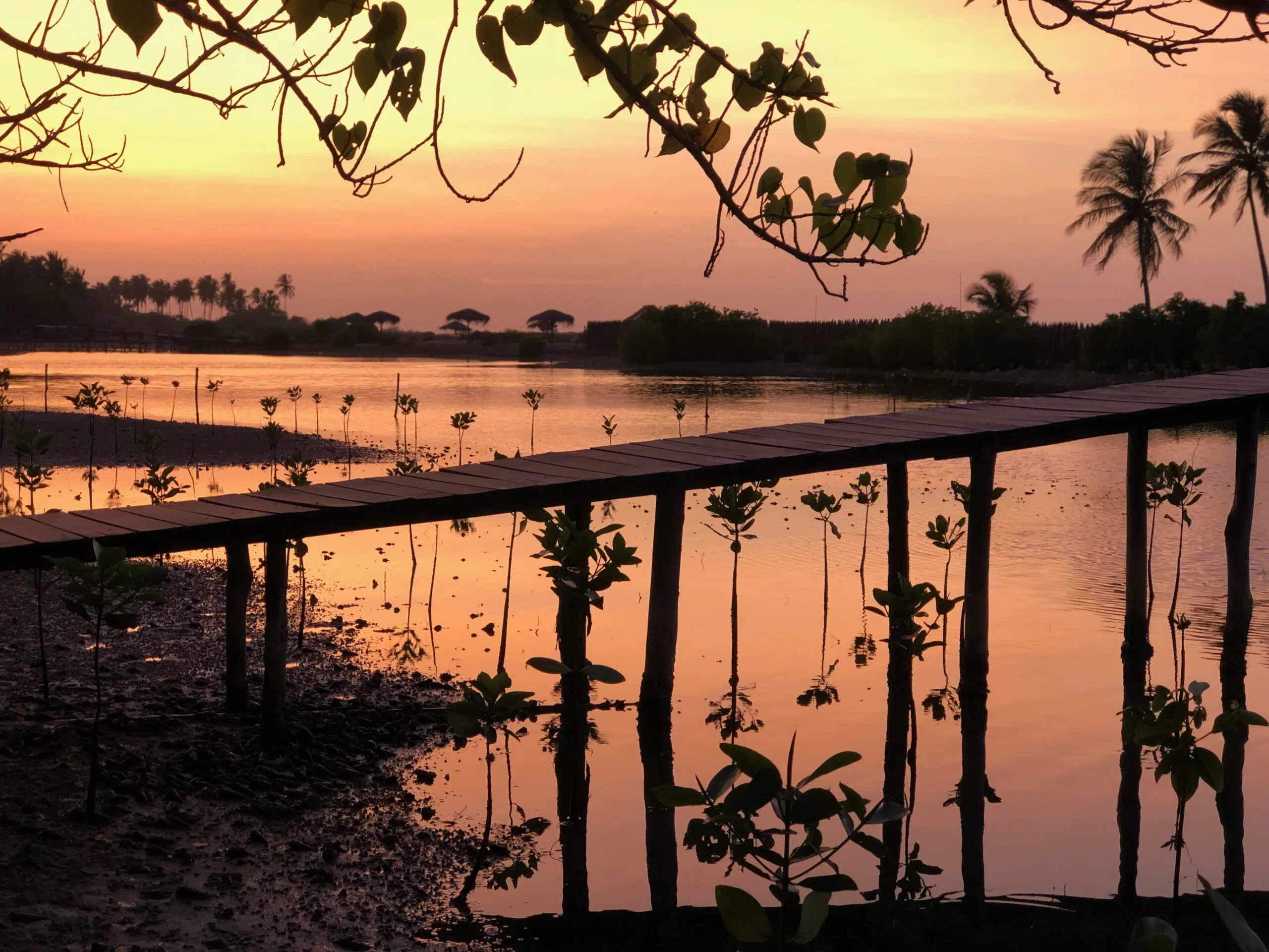 Drewniana kładka nad rzeką w Sri Lance o zachodzie słońca, palmy i rośliny odbijają się w wodzie - idealne miejsce na kite trip.
