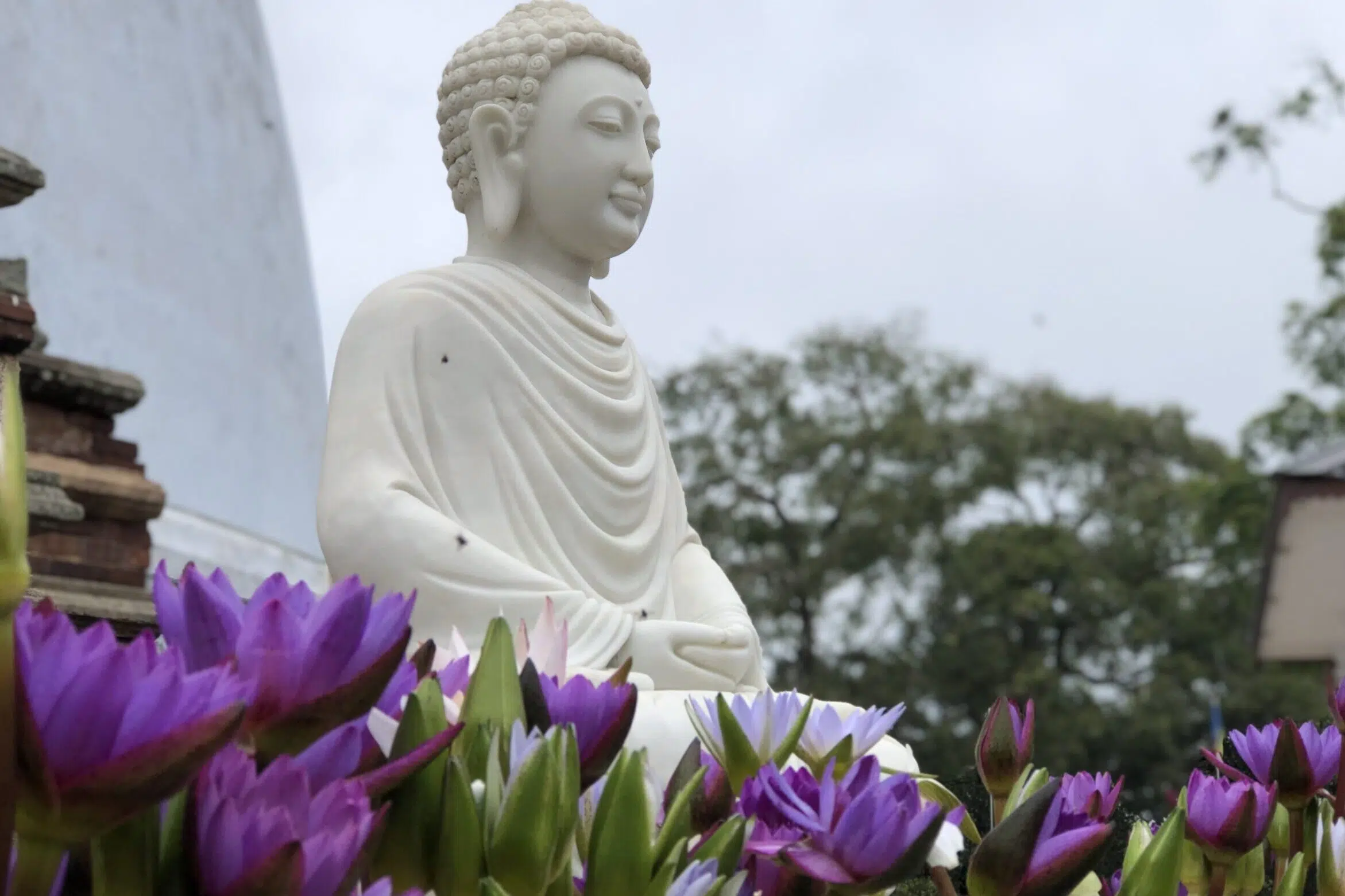 Biała statua Buddy wśród kwiatów lotosu na tle zieleni i chmur - spokojny klimat Sri Lanki, idealny na wyjazd kitesurfingowy z KiteAway.