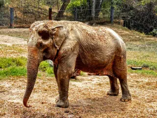 Słoń stoi na suchym trawie przy KiteAway, gdzie za ogrodzeniem czekają wyjazdy kitesurfingowe i przygody kite trip.