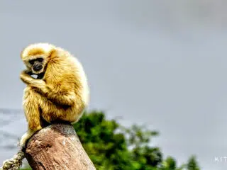 Złoty gibon na słupku, tło zielono-szare, napis KiteAway - chwila spokoju przed wyjazdem kitesurfingowym z KiteAway.