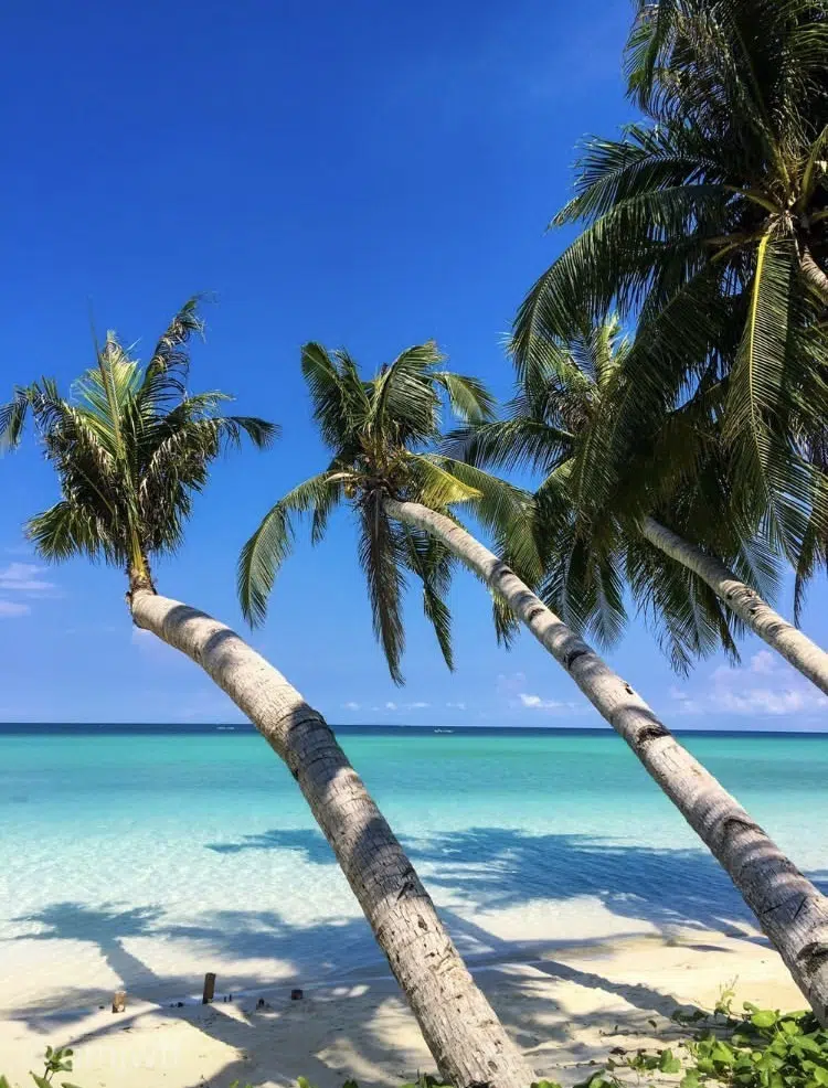 Palmy na słonecznej plaży z turkusową wodą - idealne miejsce na wyjazdy kitesurfingowe lub kite camp z KiteAway.
