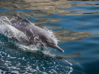 Delfin wyskakuje z wody na tle spokojnego morza - idealny klimat na wyjazdy kitesurfingowe lub kite camp z KiteAway.