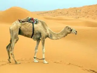 Wielbłąd z siodłem na pustynnych wydmach w Egipcie - malownicza sceneria podczas wyjazdu kitesurfingowego z KiteAway.