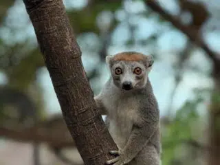 Lemur z dużymi oczami na gałęzi, ciekawie patrzy w obiektyw - gotowy na kite trip z KiteAway. Zielone, rozmyte tło.