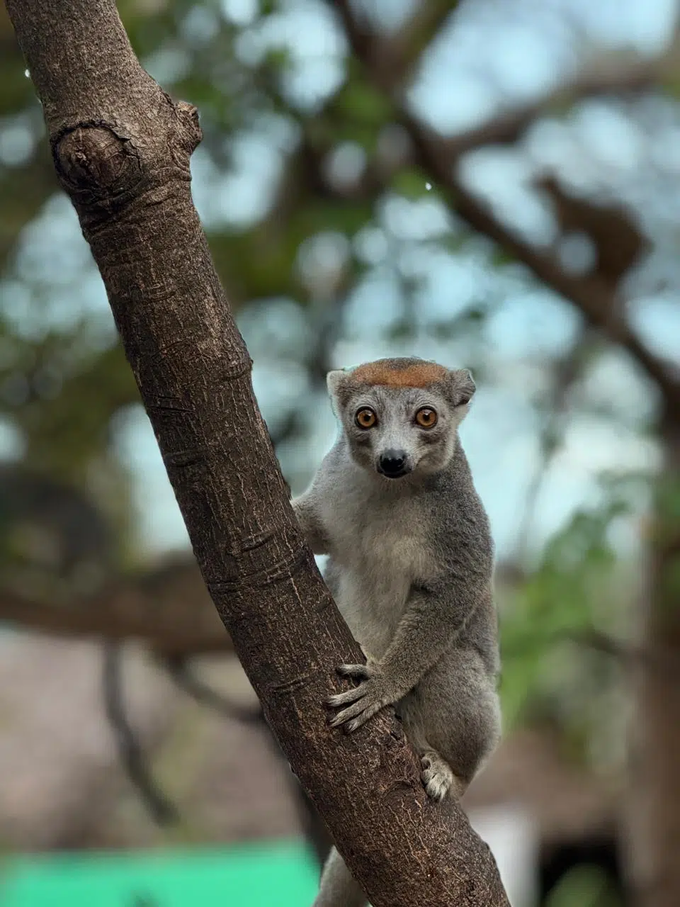Lemur z dużymi oczami na gałęzi, ciekawie patrzy w obiektyw - gotowy na kite trip z KiteAway. Zielone, rozmyte tło.