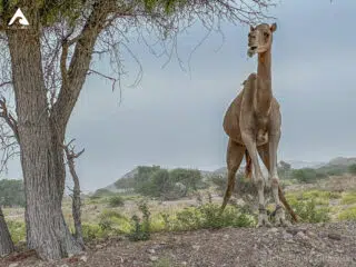 Wielbłąd na kamienistym terenie przy drzewie, w suchej scenerii Rodos-idealnej na niezapomniany wyjazd latawcem z KiteAway.