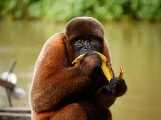 Małpa z brązową sierścią siedzi nad rzeką z bananem-marzy o wakacjach z kitesurfingiem z KiteAway wśród zieleni i wody.