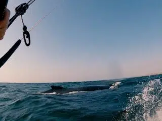 Kitesurfer steruje latawcem nad oceanem, w tle wynurza się wieloryb - niezapomniany kite trip z KiteAway.pl.